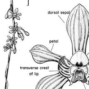 Ink detail of Orchid new subspecies drawing